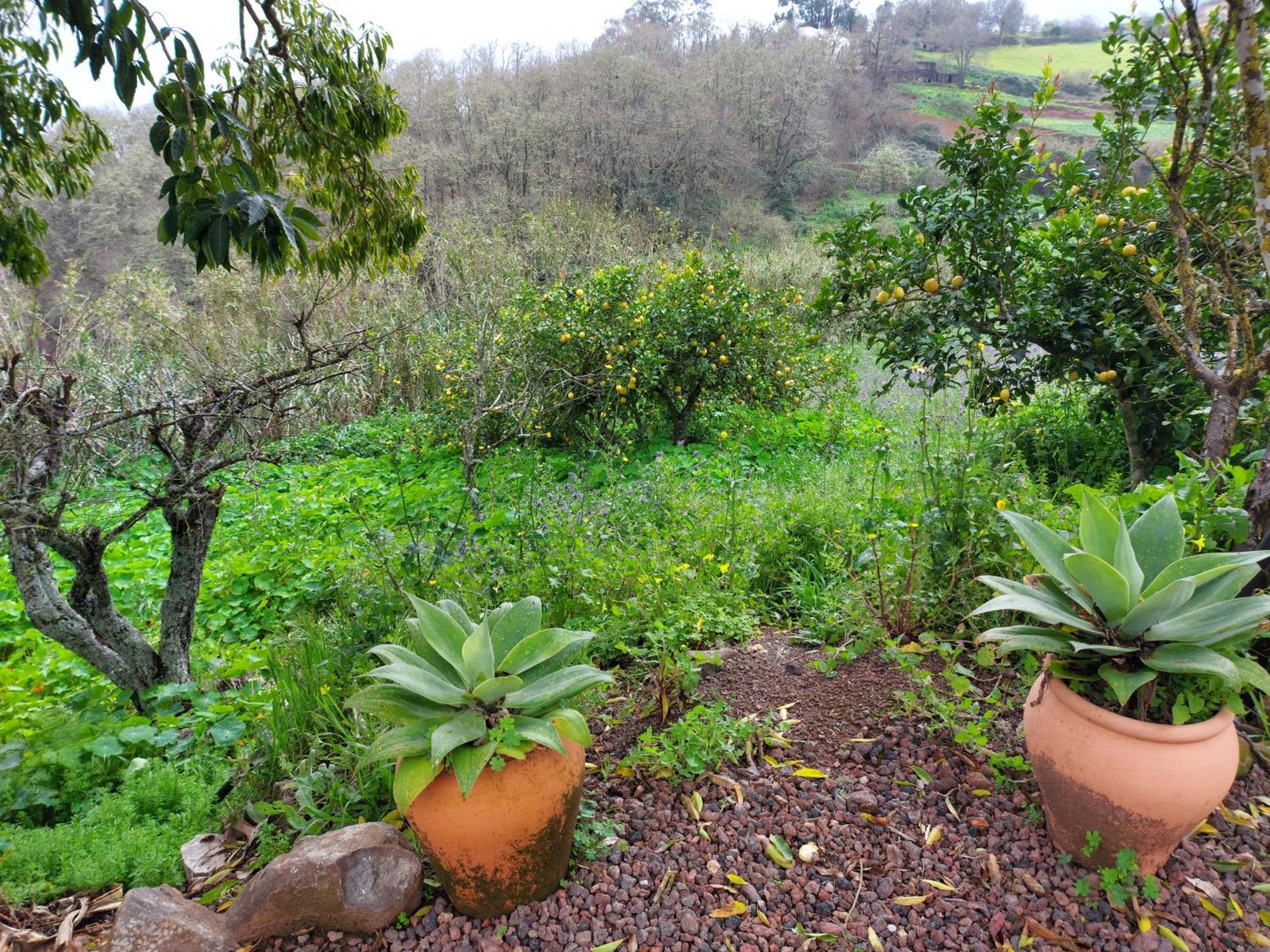 Finca Naturacanaria Moya  Buitenkant foto
